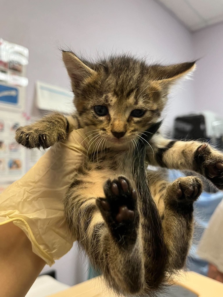 Shelter Stray Female Cat last seen Bexar County, 3353 Morningside Dr, New Braunfels, TX 78132, USA