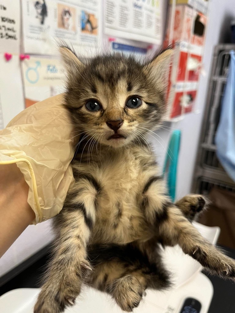 Shelter Stray Female Cat last seen Bexar County, 3353 Morningside Dr, New Braunfels, TX 78132, USA