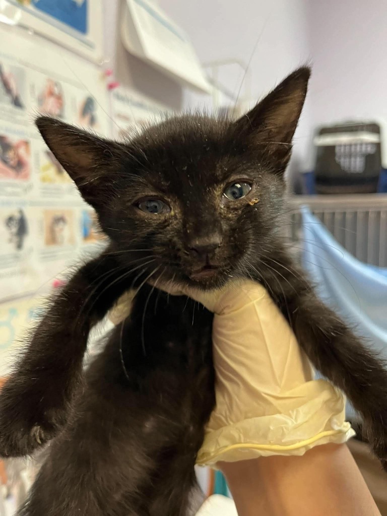 Shelter Stray Male Cat last seen Bexar County, 3353 Morningside Dr, New Braunfels, TX 78132, USA