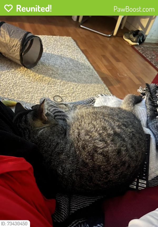 Reunited Female Cat last seen Sangamore Rd and MacArthur Blvd, Bethesda, MD 20816