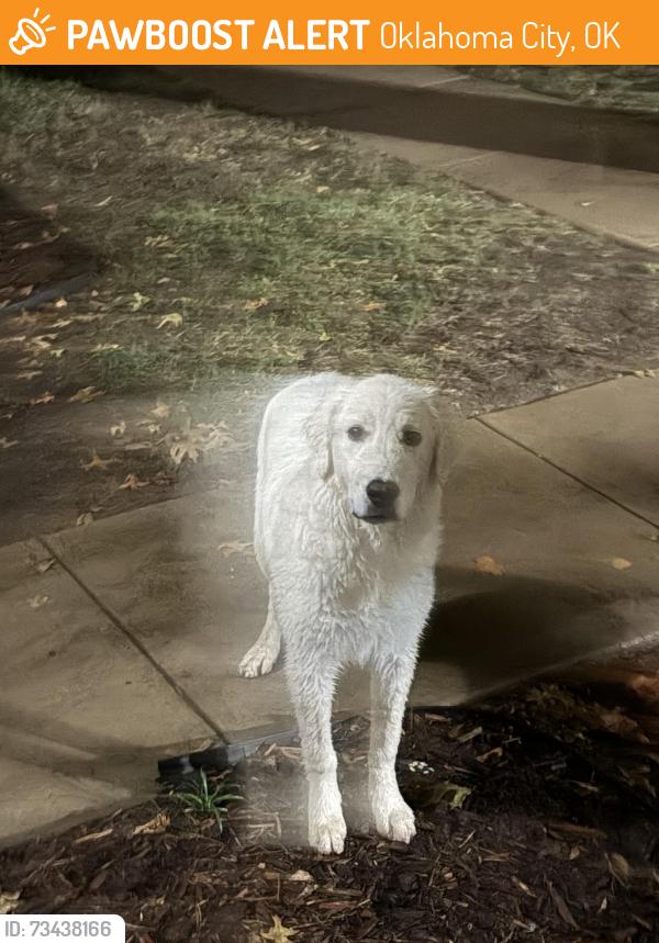 Found/Stray Unknown Dog last seen Nantucket cndmniums, Oklahoma City, OK 73120