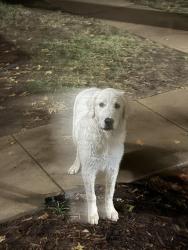 Found/Stray Unknown Dog last seen Nantucket cndmniums, Oklahoma City, OK 73120