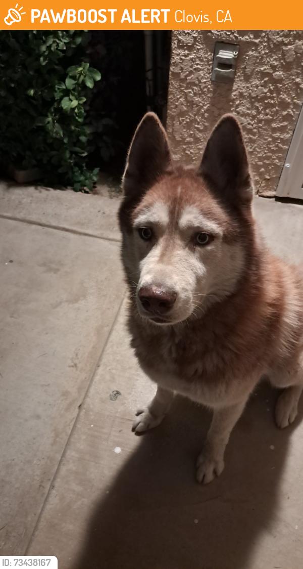 Found/Stray Male Dog last seen fowler and Ashland, Clovis, CA 93611