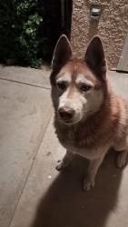 Found/Stray Male Dog last seen fowler and Ashland, Clovis, CA 93611