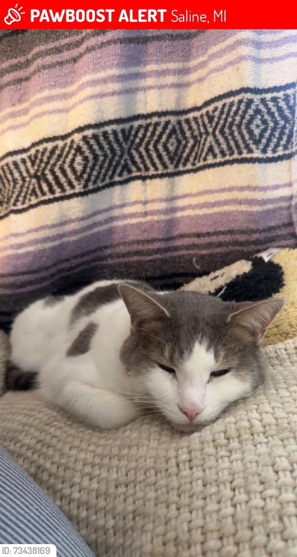 Lost Male Cat last seen Railroad tracks, Saline, MI 48176
