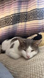 Lost Male Cat last seen Railroad tracks, Saline, MI 48176