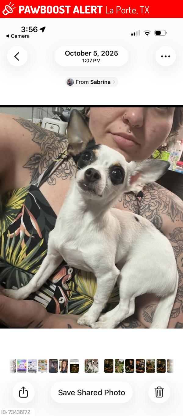 Lost Female Dog last seen Bay ridge barbours cut, La Porte, TX 77571