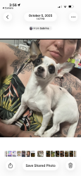 Lost Female Dog last seen Bay ridge barbours cut, La Porte, TX 77571