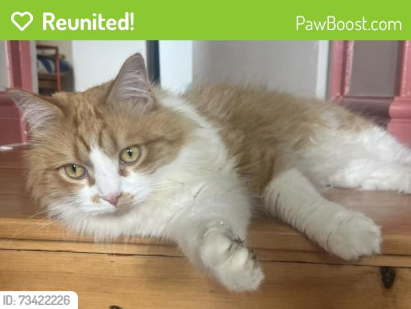 Reunited Female Cat last seen Upper Tollington Park, Victoria Terrace, Perth Road, Oxford Road, Woodstock Road, Finsbury Park, England N4 4BU