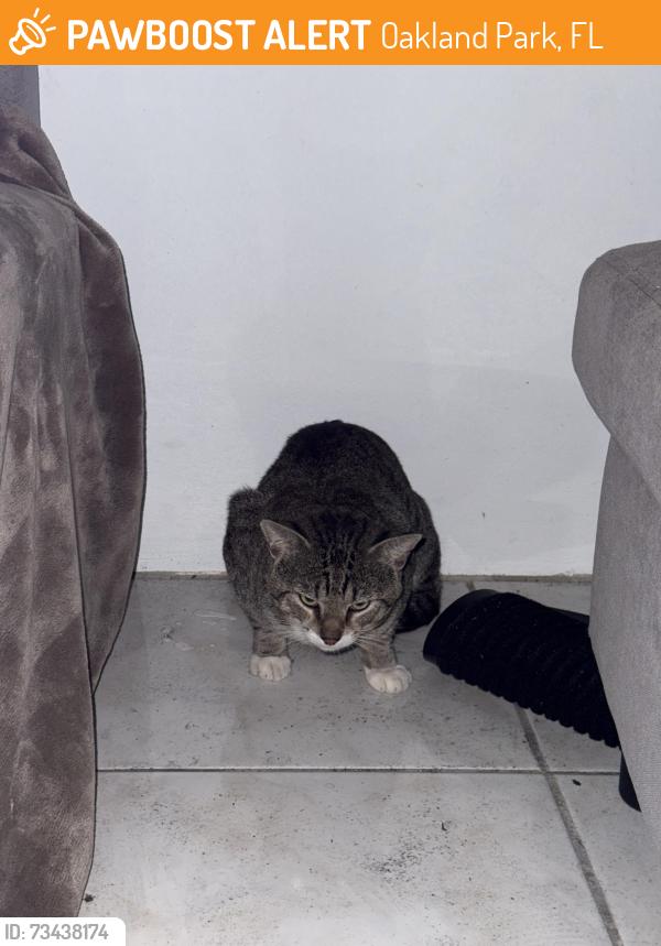 Found/Stray Unknown Cat last seen lake pointe owners association, Oakland Park, FL 33309