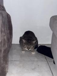 Found/Stray Unknown Cat last seen lake pointe owners association, Oakland Park, FL 33309