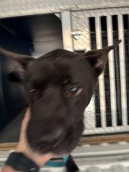 Found/Stray Male Dog last seen Matthews Rd/Chesley Ln, Lillington, NC 27546