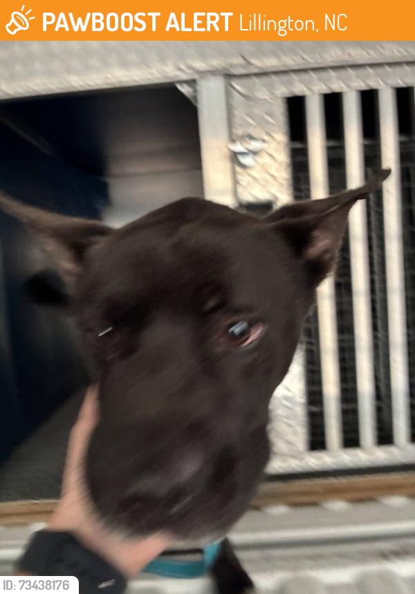 Found/Stray Male Dog last seen Matthews Rd/Chesley Ln, Lillington, NC 27546