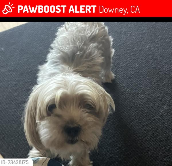 Lost Male Dog last seen Donovan st and eucalyptus st, Downey, CA 90242