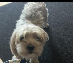 Lost Male Dog last seen Donovan st and eucalyptus st, Downey, CA 90242