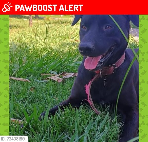 Lost Male Dog last seen Rua campo limpo 14 chacara adriana, Chácara Adriana Aparecida, SP 06365-450