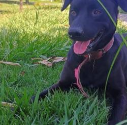 Lost Male Dog last seen Rua campo limpo 14 chacara adriana, Chácara Adriana Aparecida, SP 06365-450