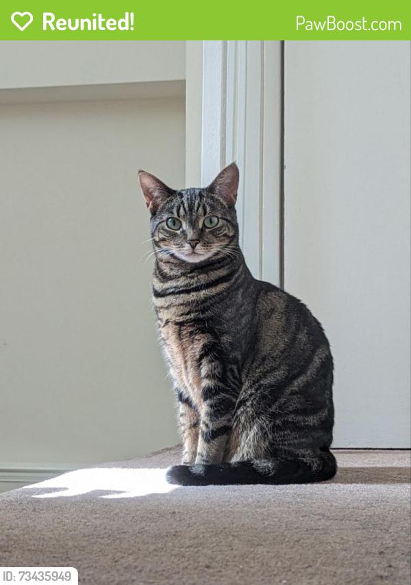 Reunited Female Cat last seen St Marks Court - ex church near The Green W7 pub, Greater London, England W7 2ND