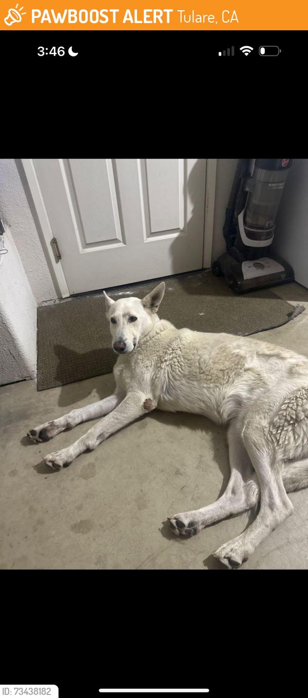 Found/Stray Female Dog last seen tecopa ave, Tulare, CA 93274