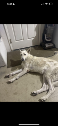 Found/Stray Female Dog last seen tecopa ave, Tulare, CA 93274