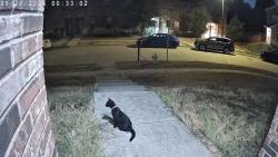 Found/Stray Female Cat last seen Timber Oaks Dr, Garland, TX 75040