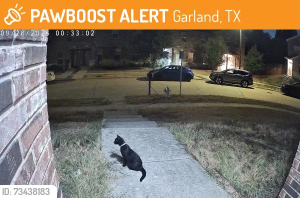 Found/Stray Female Cat last seen Timber Oaks Dr, Garland, TX 75040