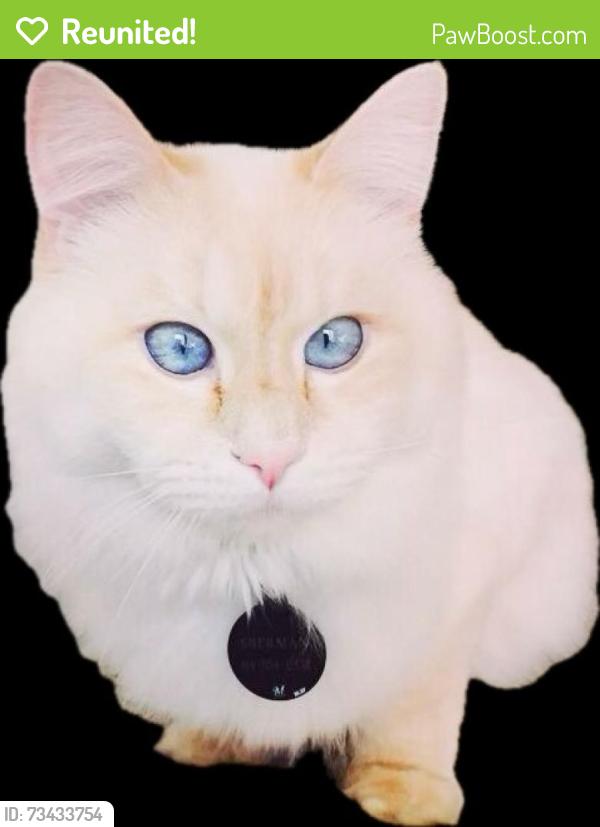 Reunited Male Cat last seen 94th and Wilbur, Milwaukee, WI 53228