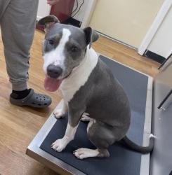 Lost Female Dog last seen Oaks Dr & Queens Road, Pasadena, TX 77502