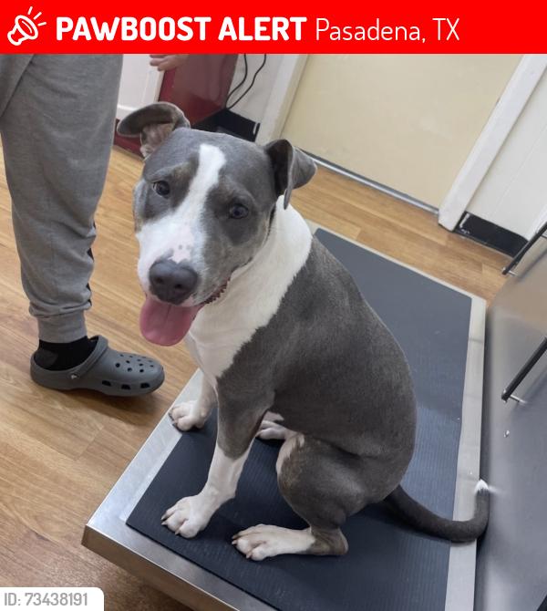 Lost Female Dog last seen Oaks Dr & Queens Road, Pasadena, TX 77502