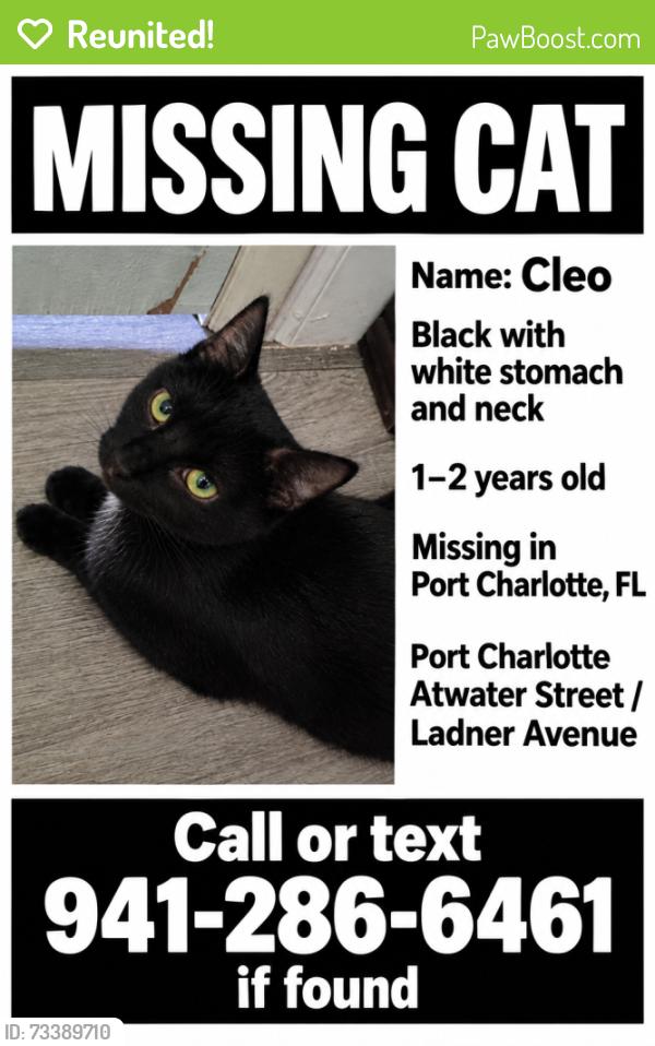 Reunited Female Cat last seen Atwater street port Charlotte fl, Port Charlotte, FL 33954