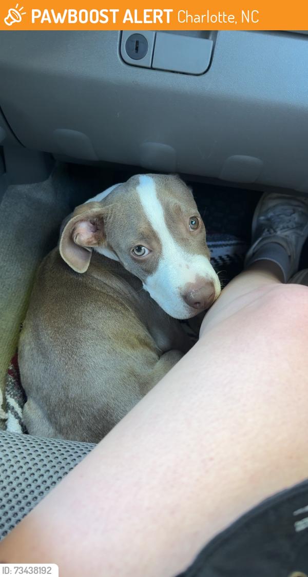 Found/Stray Female Dog last seen Found wandering up and down Hart Rd., Charlotte, NC 28214