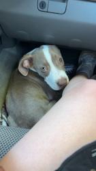 Found/Stray Female Dog last seen Found wandering up and down Hart Rd., Charlotte, NC 28214