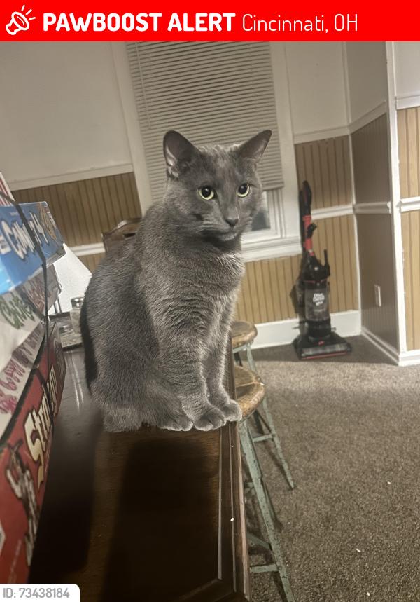 Lost Female Cat last seen Blaine Rd, Harrison Ave, Cincinnati, OH 45214