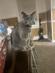 Lost Female Cat last seen Blaine Rd, Harrison Ave, Cincinnati, OH 45214