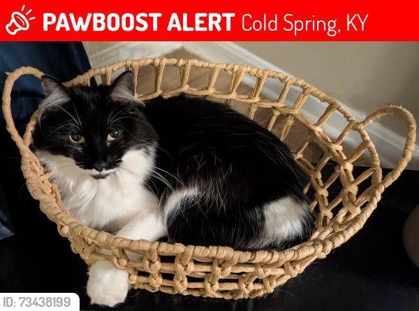 Lost Female Cat last seen Is 27 across from Snappy Pizza Cold Spring, Cold Spring, KY 41076