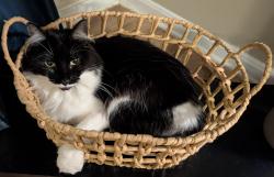 Lost Female Cat last seen Is 27 across from Snappy Pizza Cold Spring, Cold Spring, KY 41076