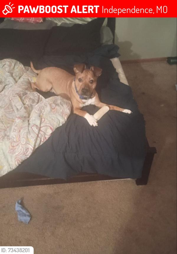 Lost Male Dog last seen Ann and trencherd, Independence, MO 64057