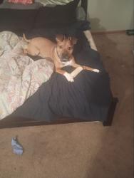 Lost Male Dog last seen Ann and trencherd, Independence, MO 64057