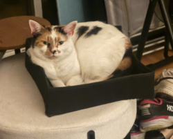 Lost Female Cat last seen Norview Drive and Bankside Rd, Greater Manchester, England M20 5QF