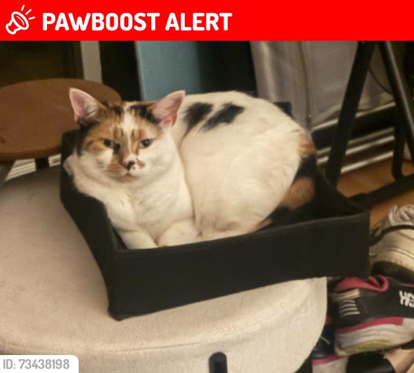 Lost Female Cat last seen Norview Drive and Bankside Rd, Greater Manchester, England M20 5QF