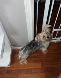 Reunited Female Dog last seen Louetta Glen, Spring, TX 77388