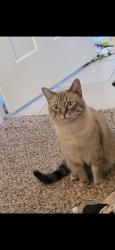 Reunited Male Cat last seen Northwood and Badger rd, Lynden, WA 98264