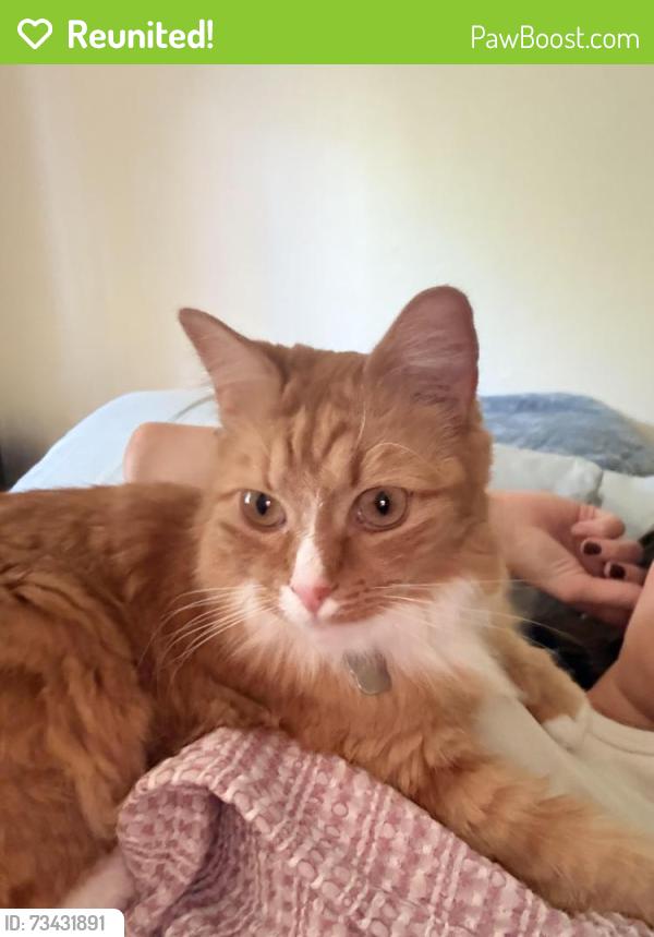 Reunited Female Cat last seen Five Forks and Flowers Crossing, Gwinnett County, GA 30044