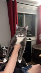 Lost Male Cat last seen Lost while being baby sat in Pleasant Valley ests, Kunkletown, Kunkletown, PA 18058