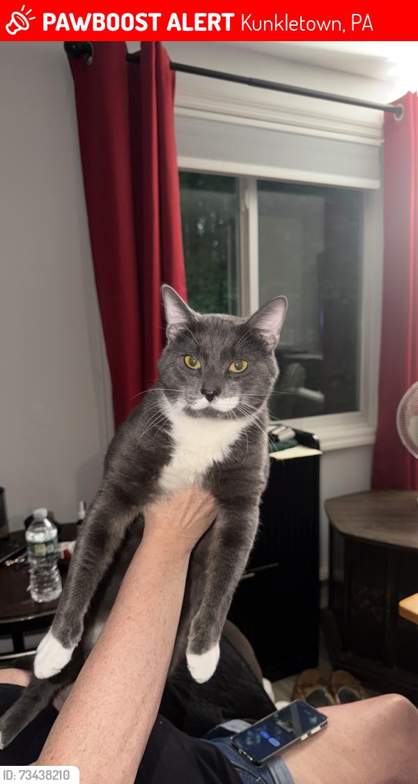 Lost Male Cat last seen Lost while being baby sat in Pleasant Valley ests, Kunkletown, Kunkletown, PA 18058