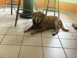 Lost Male Dog last seen Bayberry place, Chesapeake, VA 23320