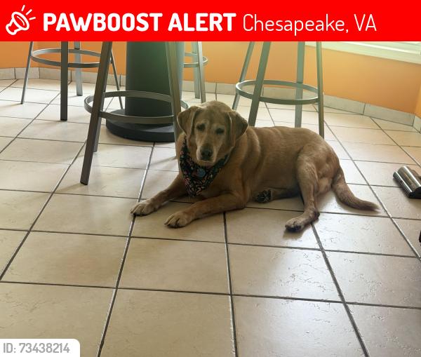 Lost Male Dog last seen Bayberry place, Chesapeake, VA 23320