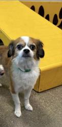 Reunited Male Dog last seen Guadalupe and Medina (Dobson ranch), Mesa, AZ 85201