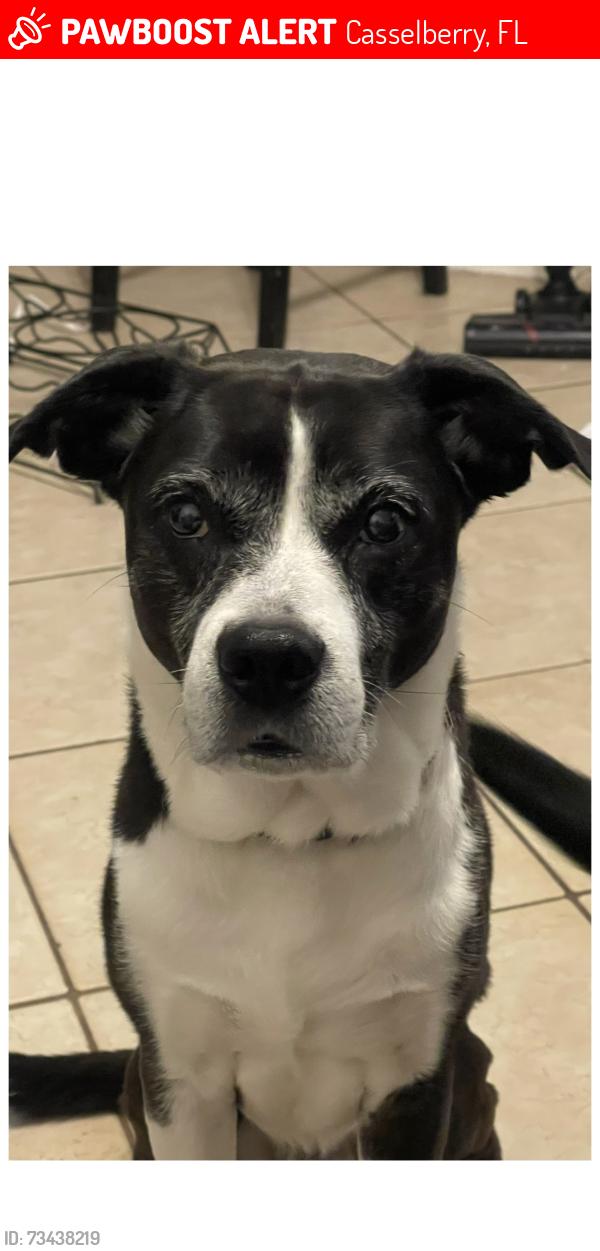 Lost Male Dog last seen Eagle Cir, Casselberry, FL 32707