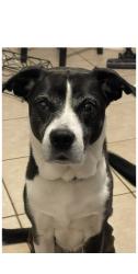 Lost Male Dog last seen Eagle Cir, Casselberry, FL 32707